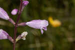 Godfrey's false dragonhead